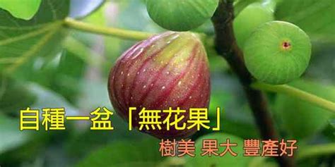 無花果種植|自種盆栽「無花果」，教你一訣竅，年年吃不完，樹美。